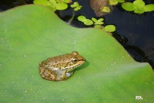 国产 青蛙 在线第5部,奇幻冒险新篇章